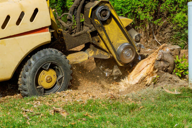 How Our Tree Care Process Works  in  Lake Helen, FL